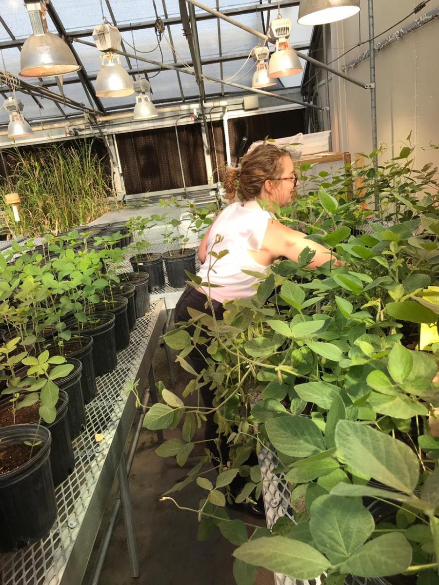 Amy Hauver inspecting plants in a greenhouse