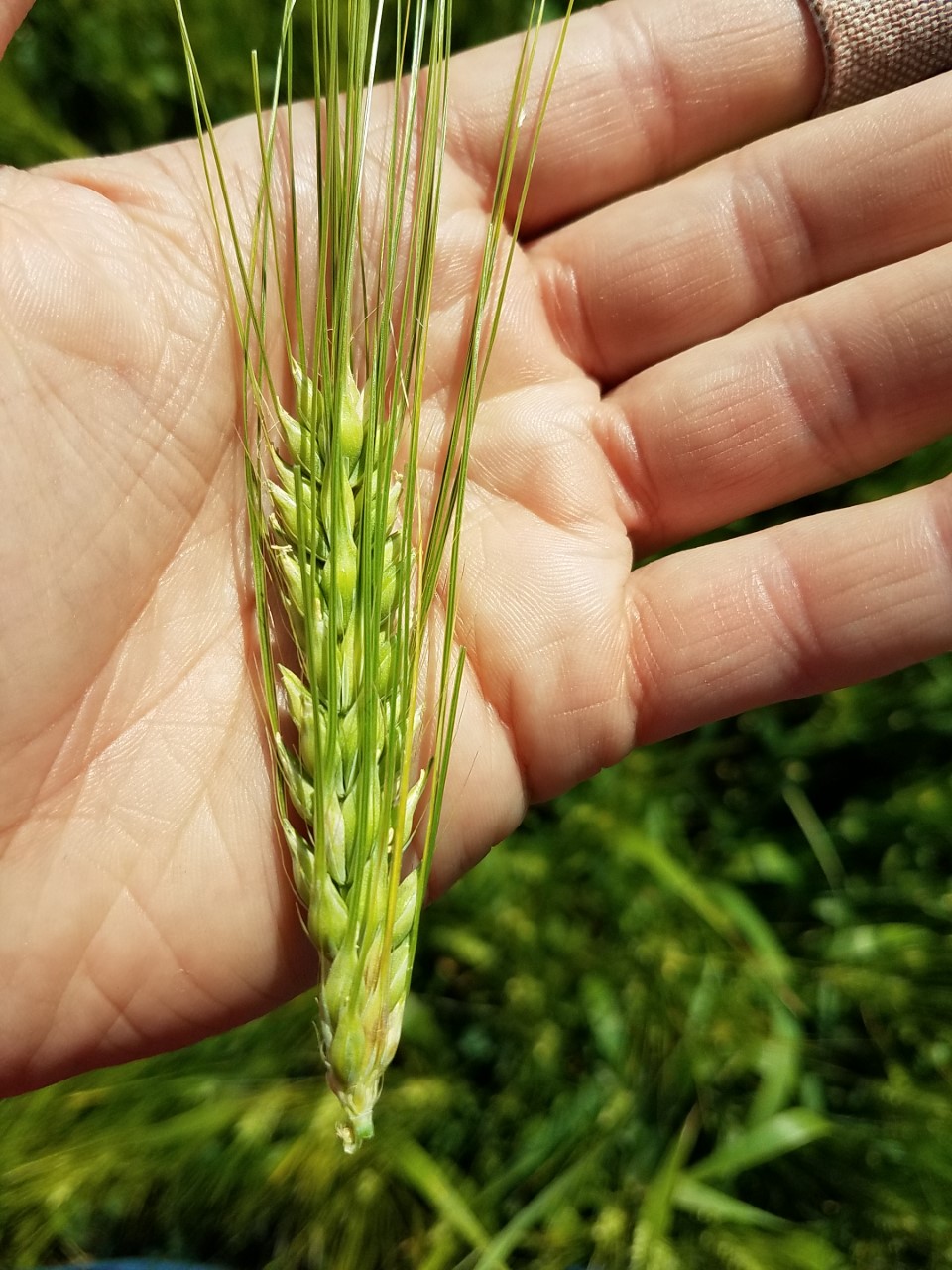 Wheat grass in hand