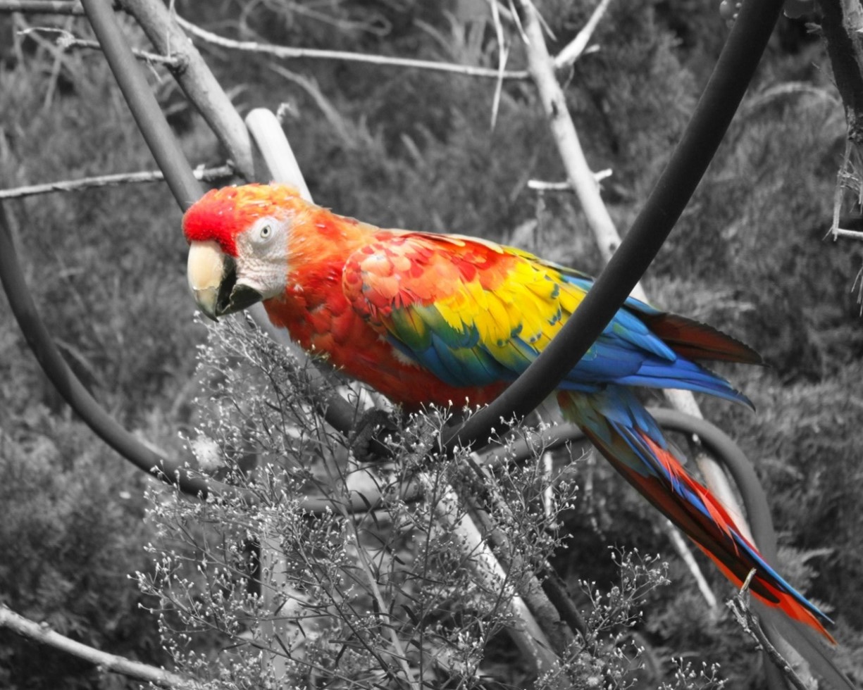 Red, yellow, and blue macaw