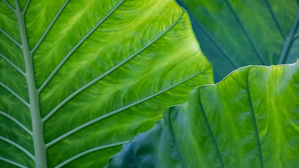 Large green elephant ear plants. 