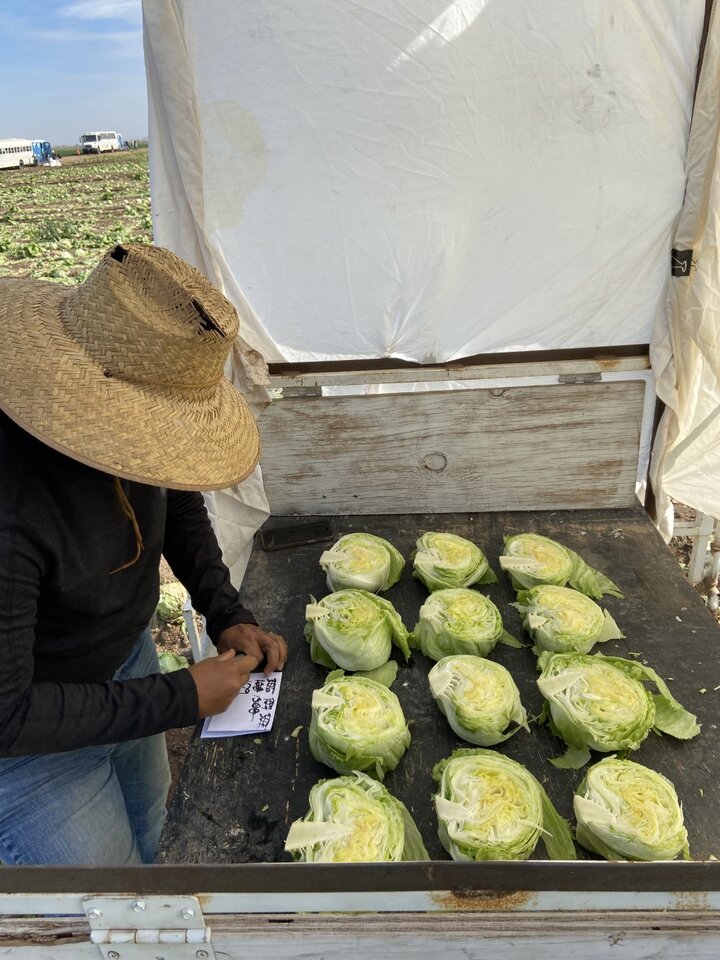 Chris Chen lettuce 