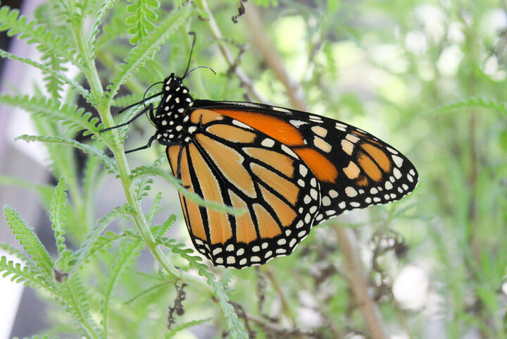 Monarch butterfly