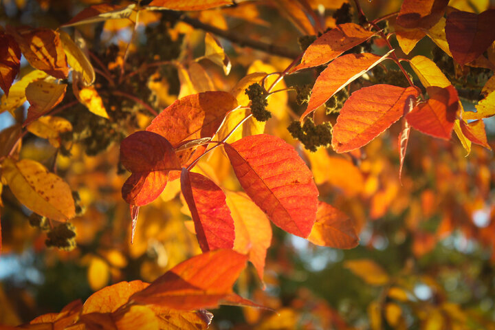 Autumn leaves on tree