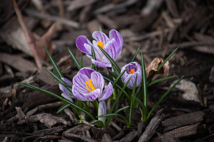 Purple Crocus flower in mulch. 