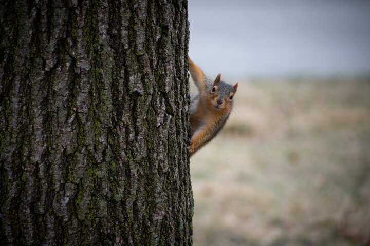 Squirrel peeking around a tree 