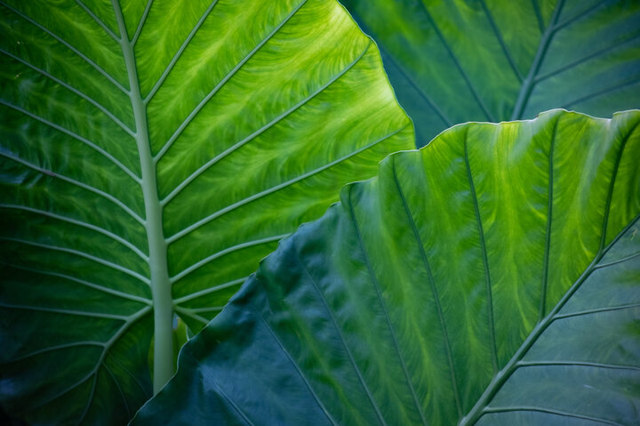 green elephant ear leaves