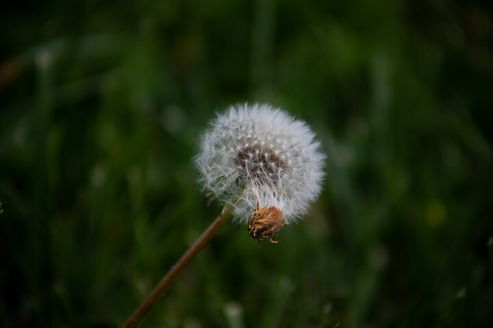 Dandelion 