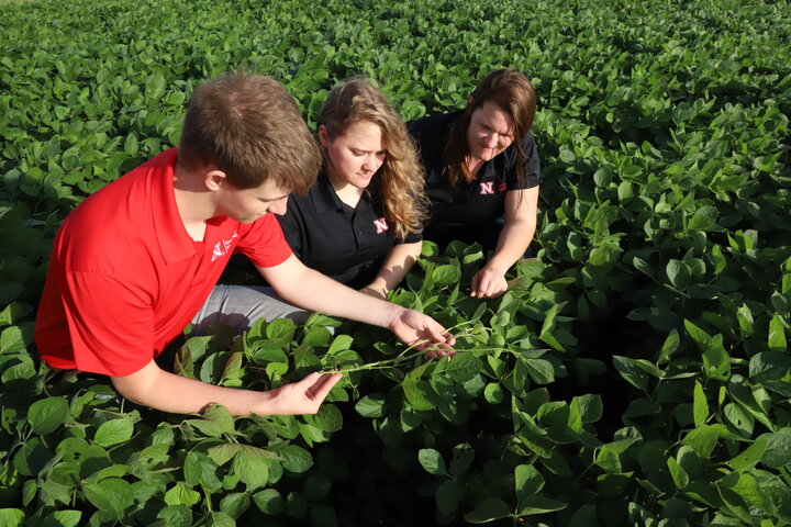 Three students in a crop field looking at crops