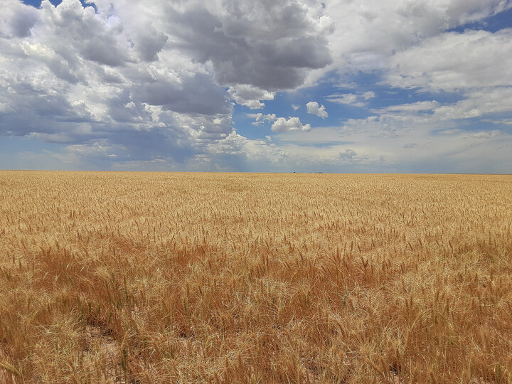 wheat field