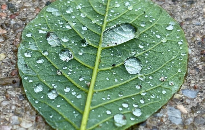 Rain droplets on a green leaf