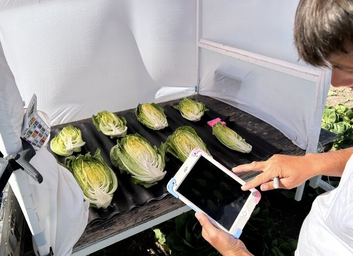 Examining lettuce